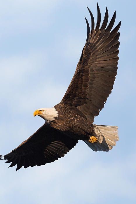 Eagle Aesthetic, Bald Eagle Photography, Bald Eagle Tattoos, Eagle Soaring, Aigle Royal, Eagle Flying, Easy Bird, Bird Repellents, Eagle Drawing