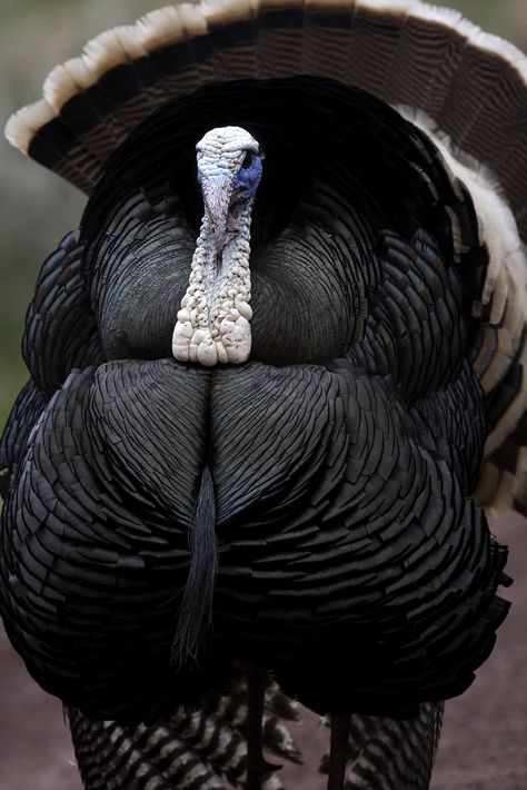 Black Turkey, Turkey Bird, Turkey Hunting, Kinds Of Birds, Game Birds, Nature Birds, Bird Watching, Beautiful Creatures, Beautiful Birds