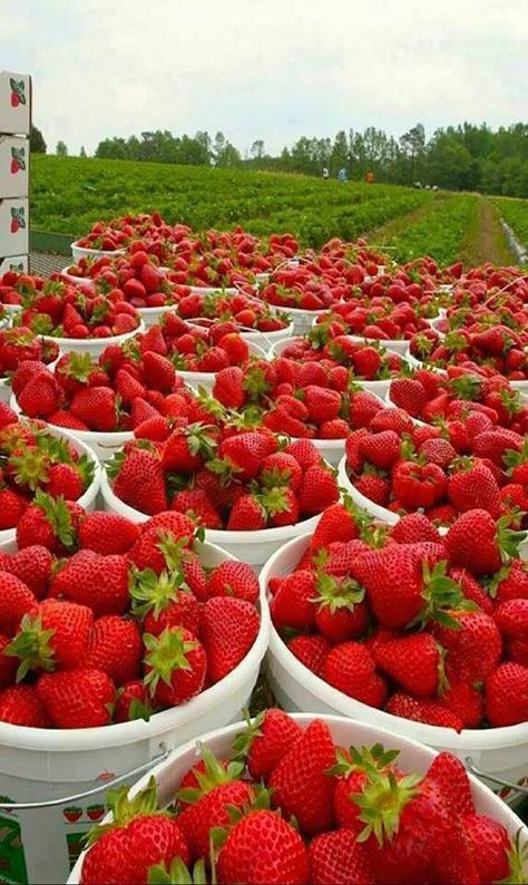 strawberry fields Buah Naga, Strawberry Picking, Fruit Photography, Strawberry Fields, Food Goals, Fruit Garden, No Credit, Healthy Fruits, Food Obsession