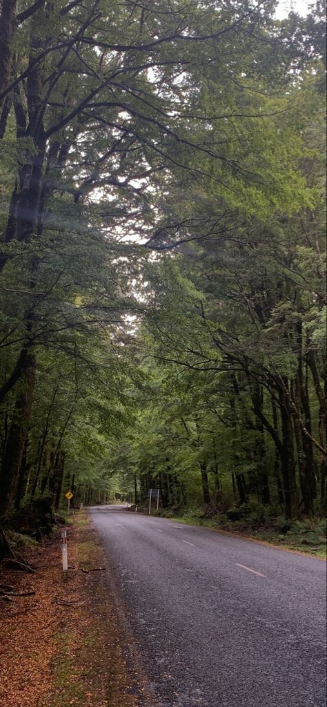 Roads With Trees, Road Between Trees, Trees Hanging Over Road, Road Trip Nostalgia, Forest Road Aesthetic, Nz Aesthetic, Road With Trees, Indian Forest, Travel Forest