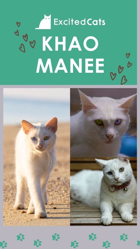 The Kao Manee is a rare breed of white cat from Thailand. Its line goes back hundreds of years, and its name means White Gem. #catbreeds #khaomaneecatbreeds #cutecats #rarecats #excitedcats #rarecatbreeds Khao Manee Cat, Khao Manee, White Cat Breeds, Excited Cat, Lion Facts, Rare Cat Breeds, Lion Drawing, Beautiful Lion, Rare Cats