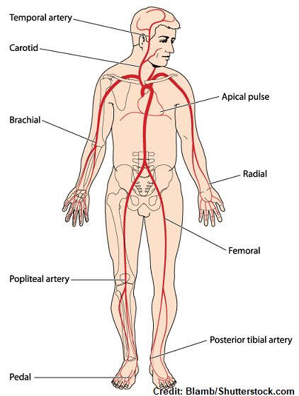 Major Arteries, Nursing Planner, Emt Study, Medical Assistant Student, Nursing Assessment, Nurse Study Notes, Nursing Mnemonics, Nursing Student Tips, Nurse Inspiration