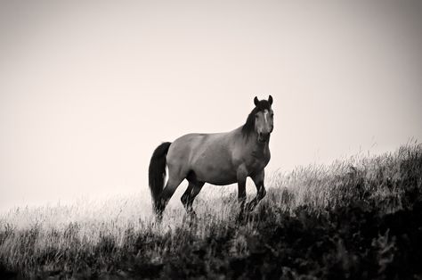 Wild horse by Américo Dias on 500px. Quotes About Animals, Inspirational Animal Quotes, 25th Quotes, Stop Animal Cruelty, Horse Quotes, About Animals, Wild Horse, Be A Nice Human, Animal Rights