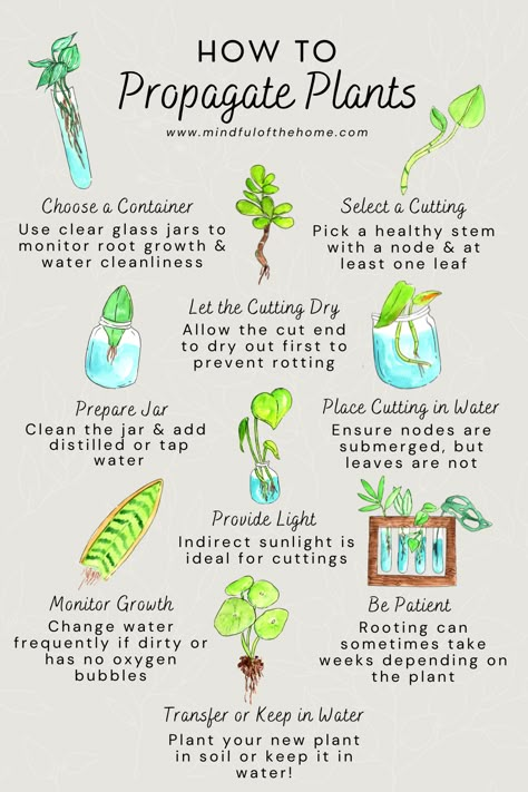 Discover the simple joy of propagating plants in water with these practical tips! Propagating your favorite houseplants from cuttings is an easy and rewarding way to expand your indoor garden. Learn how to take cuttings, place them in water, and watch as roots begin to grow. With just a few basic supplies and a bit of patience, you can create a thriving collection of indoor plants. Water Propagation, Indoor Water Garden, Plant Care Houseplant, Inside Plants, Growing Plants Indoors, Plant Guide, Plant Cuttings, Easy Plants, House Plant Care