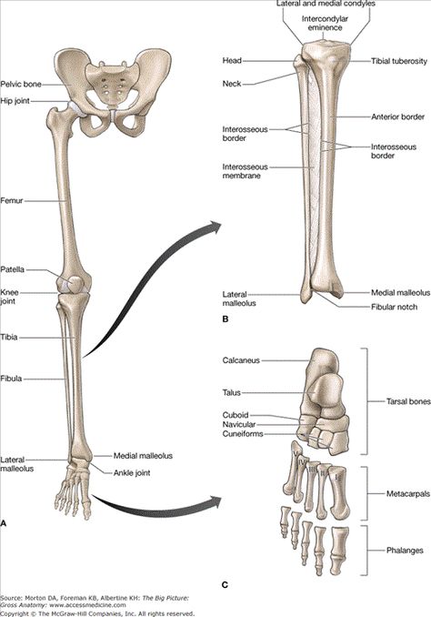 leg and foot bones Leg Xray, Human Bone Anatomy, Lower Limb Anatomy, Bone Study, Leg Study, Diagnostic Radiography, Anatomy And Physiology Study, Ankle Anatomy, Limb Anatomy