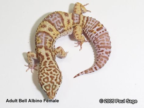 Guide to Leopard Gecko Morphs an Bell Albino Leopard Gecko, Albino Leopard Gecko, Gecko Morphs, Leopard Gecko Morphs, Gecko Terrarium, Cute Lizard, Leopard Geckos, Web Archive, Pet Guinea Pigs