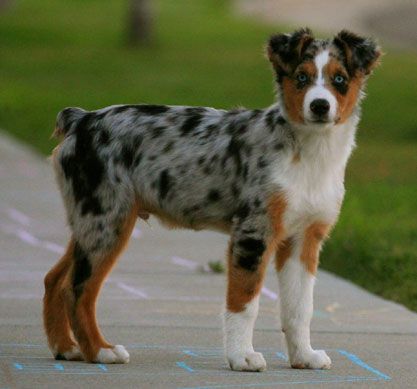 The Australian Shepherd - Hard Working Herding Dog and Friend to The Cowboy Aussie Haircut Styles, Aussie Haircut, Australian Shepherd Blue Heeler, Australian Shepherd Blue Merle, Miniature Australian Shepherd, American Shepherd, Akita Puppies, Unique Dog Breeds, Rare Dog Breeds