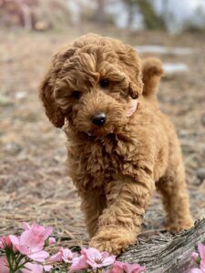 Australian Doodle, Miniature Australian Labradoodle, Cocker Poodle, Labradoodle Mini, Mini Labradoodle Puppy, Labradoodle Miniature, Australian Labradoodle Puppies, Sheepadoodle Puppy, Goldendoodle Breeders