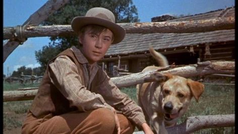 Disney Old Yeller, Disney Live Action Movies, Classic Disney Movies, Dog Movies, Disney Live, Famous Dogs, Dog Died, Like A Mom, Film Disney