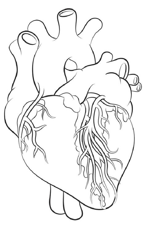 Human Heart Outline, Draw A Heart, Heart Science, Human Heart Drawing, Heart Lesson, Science Drawing, Drawing Heart, Drawing Lesson, Heart Drawing