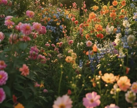 Wildflower Field Aesthetic, Wild Flowers Aesthetic, Flower Field Aesthetic, Wildflowers Aesthetic, Wildflower Aesthetic, Wildflower Field, Nothing But Flowers, Flower Field, Love Flowers