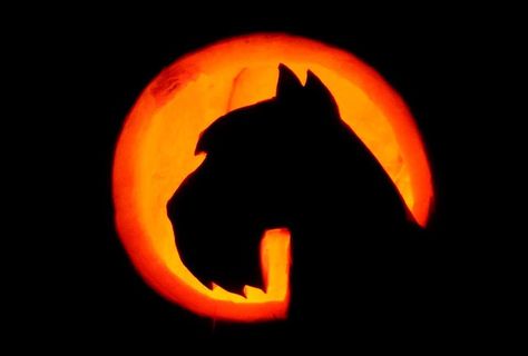 💟 Schnauzer Pumpkin, Welsh Terrier, Pumpkin Stencil, Treat Ideas, Carving Ideas, Trunk Or Treat, Miniature Schnauzer, Pumpkin Faces, Doberman