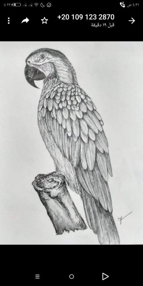 Macaw Parrot Drawing Sketch, Realistic Parrot Drawing, Parrot Drawing Pencil, Birds Sketches Pencil, Bird Sketch Realistic, Bird Sketch Pencil, Parrot Sketch, Burung Kakatua, Pencil Art Love