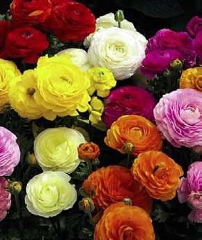 Fedco Trees - Item: Ranunculus Hybrids Mix Ranunculus Asiaticus, Persian Buttercup, Buttercup Flower, Winter Plants, Summer Plants, How To Attract Hummingbirds, Fall Plants, Bulb Flowers, Planting Bulbs