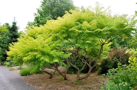 Rhus Typhina, Staghorn Sumac, Evergreen Garden, Tiger Eyes, Garden Floor, Sloped Garden, Garden Entrance, Front Landscaping, Topiary Trees