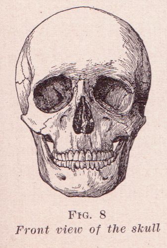 Front View of Skull by perpetualplum, via Flickr Human Skull Drawing, Healthcare Pictures, Public Domain Art, Fitness Pictures, Skull Anatomy, Skull Reference, Skull Sketch, Copyright Free Images, Skeleton Drawings