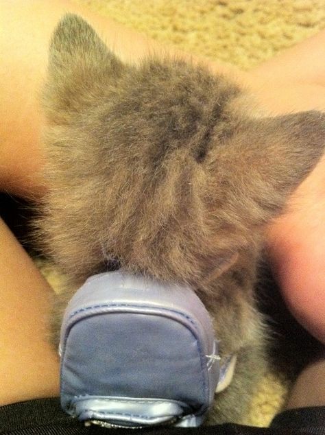 A tiny #kitten with a tiny backpack!! #cat Tiny Backpack, Punk Baby, First Day At School, Tiny Kitten, Baby Goats, Cat Boarding, Cat Nap, Cute Little Animals, Crazy Cat Lady