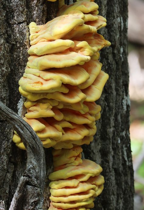 Chicken of the Woods: An Edible Mushroom that's Easy to Identify and Forage Mushroom Foraging Aesthetic, Chicken Of The Woods Mushroom Recipes, Mushroom Edible, Spring Drawings, Edible Wild Mushrooms, Edible Grass, Mushroom Foraging, Wild Mushroom Photography, Chicken Of The Woods