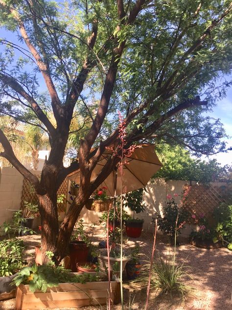 Shade Solutions For Backyard, Plants That Grow In The Desert, Gardening In The Desert, High Desert Landscaping Ideas, Desert Garden Landscaping, Desert Willow Tree, Backyard Arizona, Chinese Elm Tree, Best Shade Trees