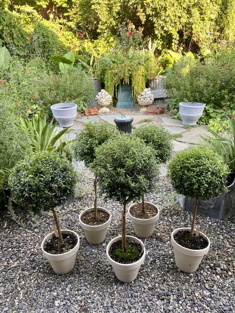 The Top Ten Topiary Tips You Need to Know– Frederic Magazine Eugenia Topiary, Indoor Topiary, Frederic Magazine, Live Topiary, Dreamy Backyard, Extra Large Planters, Potted Olive Tree, Outdoor Topiary, Log Planter