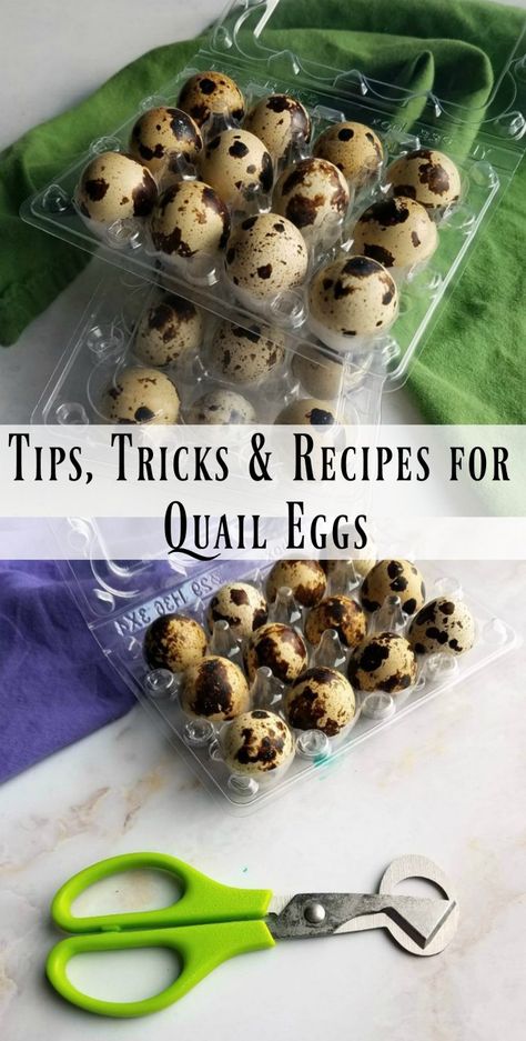 Recipes For Quail Eggs, Quails Eggs Recipe, How To Pickle Quail Eggs, Quail Egg Recipes Appetizers, Pickling Quail Eggs, What To Do With Quail Eggs, How To Cook Quail Eggs, Recipes With Quail Eggs, Raising Quail For Eggs