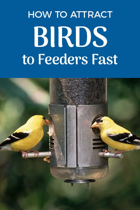 Attract Birds To Feeder, How To Attract Birds To Feeder, Backyard Birds Watching, Backyard Birds Feeders, Yellow Finch, Squirrel Proof Bird Feeders, Suet Feeder, Bird Feeding Station, Bird Feeding