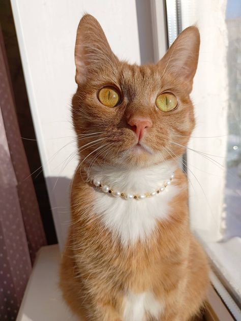 Gold Cat Collar, Cat With Pearl Necklace, Aesthetic Cat Collar, Cat Necklace Gold, Necklace Cat, Small Dog Collar, Calico Cat, Cat Jewelry, Cat Collar