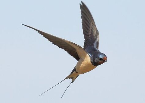 barn swallow pictures | ... >> South Africa birds in flight >> barn_swallow > Barn Swallow Barn Swallow, Bird Quotes, Bird Flying, Swallow Bird, Funny Birds, Birds Tattoo, Bird Drawings, Bird Photo, Photography Pictures