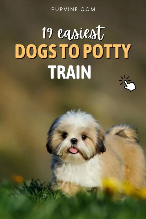 If you ever wondered what are the easiest dogs to potty train then you are in the right place. Click here and you will see the list! How To House Train A Puppy Fast, Winnie Dogs, Very Small Dogs, House Training Puppies, Easiest Dogs To Train, Potty Train, Dog Potty Training, Dog Potty, Good Behavior