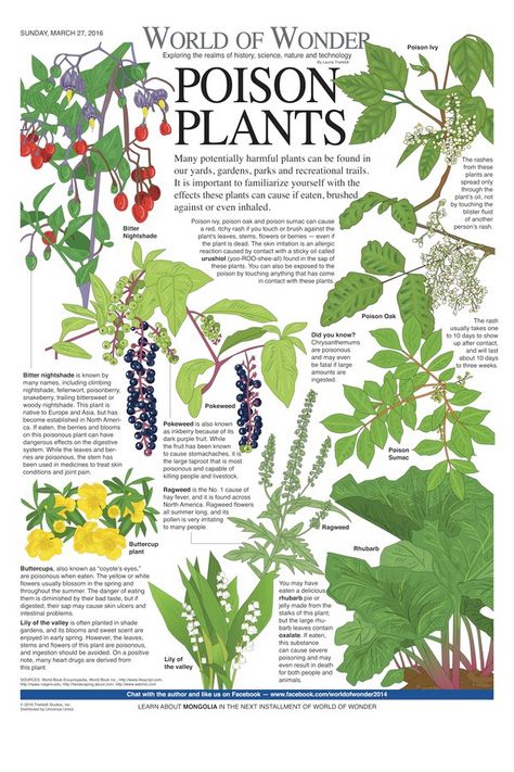 Poison Plants, Deadly Plants, Poison Garden, Natural Antibiotic, Medicinal Herbs Garden, Magic Herbs, Poisonous Plants, World Of Wonder, Flower Meanings