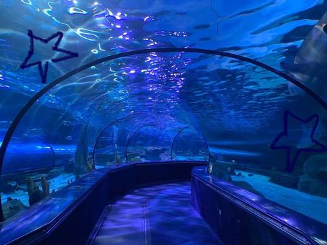 Aquarium Pictures, Water Aesthetic, Aquatic Animals, Marine Biology, Marine Animals, Ocean Creatures, Sealife, Pretty Places, Blue Aesthetic