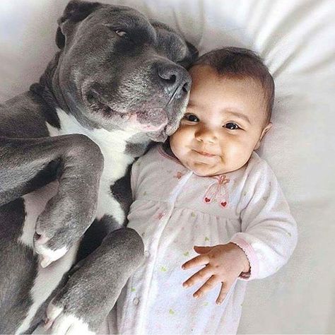 Nanny Dog, Pitbull Lover, Pitbull Puppies, Dogs And Kids, Pitbull Dog, Pitbull Terrier, Beautiful Dogs, 귀여운 동물, Bull Terrier