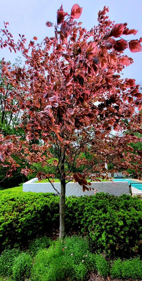 Multi Color Trees, Tri Color Beech Tree, Tri Colored Beech Tree, Photinia Red Robin Trees, Brught Color Tree, European Beech Tree, Beech Trees, Front Garden Landscape, Landscape Plants