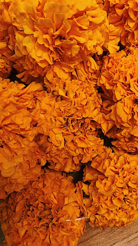 Love for marigold  Diwali time  iPhone click Marigold Aesthetic Wallpaper, Marigold Aesthetic, Indian Marigold, Marigold Wallpaper, Diwali Wallpapers, Pregnant Photoshoot, Dussehra Images, Diwali Wallpaper, Indian Flag Wallpaper