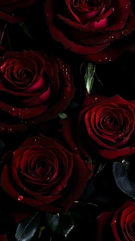 Dark Rose Painting, Ipad Wallpaper Burgundy, Pretty Wallpapers Backgrounds Aesthetic, Pretty Backrounds, Dark Roses, Black Roses Wallpaper, Red Disney, Prayer Images, Black And Red Roses