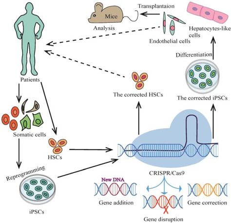 Factors contributing to the growth of the CRISPR technology market include growing applications of CRISPR technology, rising incidences of genetic disorders, rising government funding for genetic research, and technological advancements. However, lack of standardization, ethical concerns, and the high cost of CRISPR technology are some of the factors restraining the market growth. Somatic Cell, Dna Technology, Dna Sequence, Cell Line, Genetic Disorders, Academic Research, Research Studies, Research Institute, Biotechnology