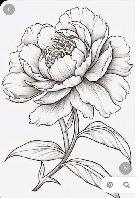 Peony Sketch Simple, Japanese Peony Drawing, Peony Drawing Tutorial, Peony Tattoo Sketch, Peonies Sketch, Peony Line Drawing, Peony Outline, Peony Line Art, Peonies Drawing