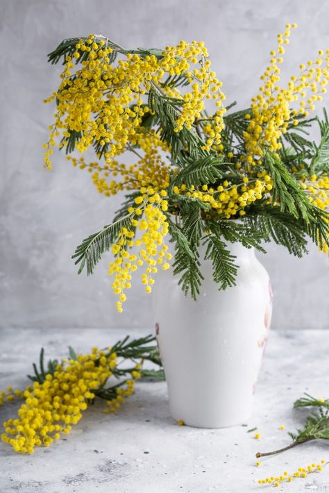 Flowers Reference, Yellow Flower Photos, Mimosa Tree, Carrot Flowers, Spring Table Settings, Mimosa Flower, Spring Yellow, Flower Centerpiece, White Vase