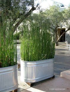 Tall grass in galvanized tubs create extra privacy or partitions. | 41 Cheap And Easy Backyard DIYs You Must Do This Summer Diy Garden Landscaping, Easy Backyard Diy, Galvanized Tub, Patio Privacy, Backyard Privacy, Diy Fence, Easy Backyard, Easy Landscaping, Backyard Diy Projects