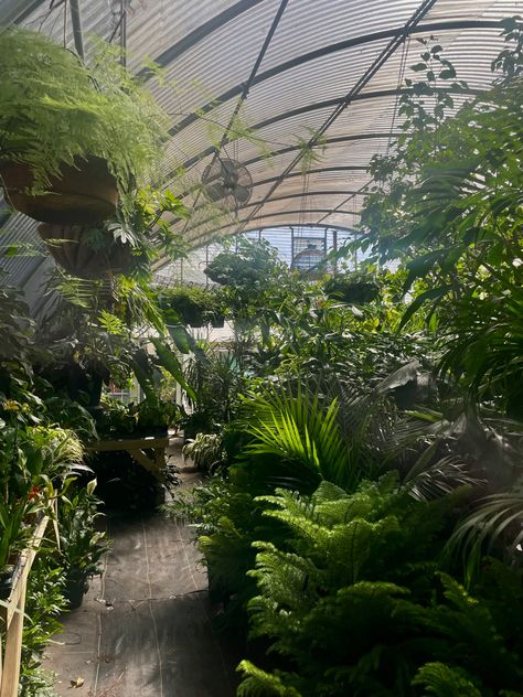 Plant Greenhouse, Greenhouse Aesthetic, Small Greenhouse Aesthetic, Dark Greenhouse Aesthetic, White Greenhouse Aesthetic, Royal Greenhouse Aesthetic, Greenhouse Dark Aesthetic, Victorian Era Greenhouse, Greenhouse Plants