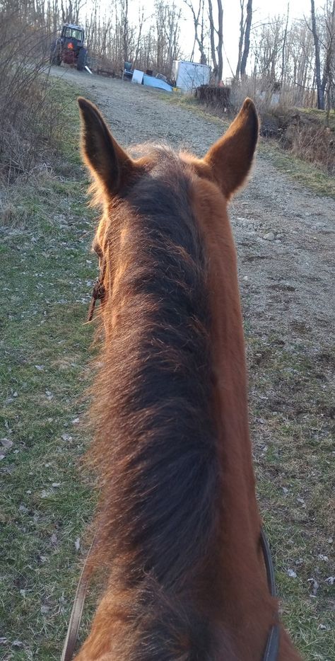 Horse Riding Pov, Riding Horse, Horse Life, Horse Riding, Dream Life, Horses, Animals, Quick Saves