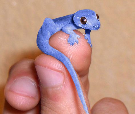 Blue Gecko Rabbit Cages, Cute Reptiles, Reptiles And Amphibians, Bearded Dragon, Exotic Pets, Gecko, Nature Animals, Amphibians, 귀여운 동물