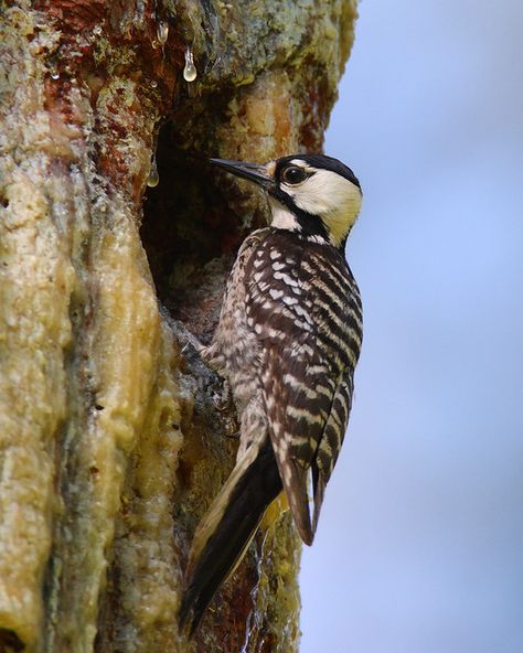 Red Cockaded Woodpecker, Southern United States, Woodpeckers, Anniversary Trips, Backyard Birds, Pine Tree, Natural History, Ecology, The Heat