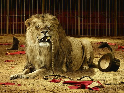 Circus Lion (conceptual) Circus Lion, Funny Lion, Lion Tamer, Dangerous Jobs, Water For Elephants, Lion Photography, Lion Wallpaper, Lion Pictures, Desktop Pictures