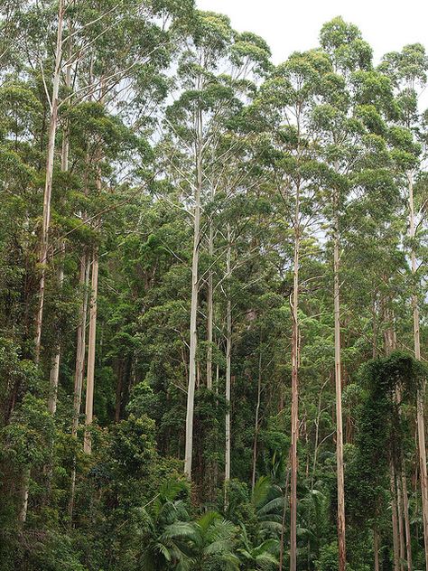 White Gum Trees Australian Forest, Cascade Green, Eucalyptus Forest, Gum Trees, Australian Trees, Eucalyptus Trees, Seaside Garden, Forest Habitat, Gum Tree