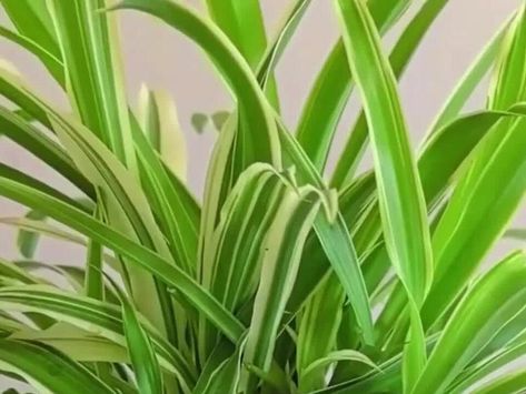 If you love Spider Plants then try this; I love the look of a Spider Bonsai. I am going to try to do this; let me know if you grow one. Follow me for more - NewsBreak Recycle Old Clothes, Tiny Puppies, Pet Vet, Spider Plants, Looking For Love, Backyard Pool, Being A Landlord, Let Me Know, Follow Me