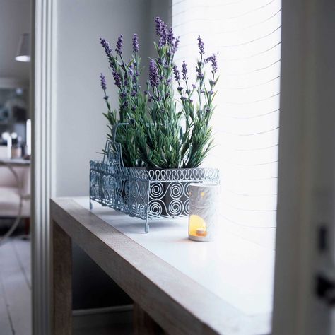 Grow Lavender Indoors, Indoor Lavender, Growing Lavender Indoors, Indoor Lavender Plant, Lavender Indoors, Grow Lavender, Lavender Varieties, Light Purple Flowers, Growing Lavender