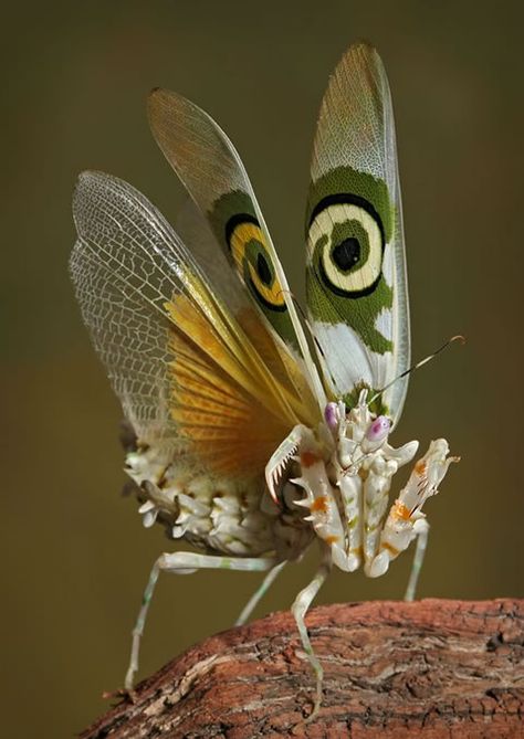 This Mantis Has Beautiful Wings Colorful Creatures, Orchid Mantis, Macro Photography Insects, Mantis Religiosa, Regard Animal, Insect Photos, Cool Insects, Cool Bugs, Fear Of Flying