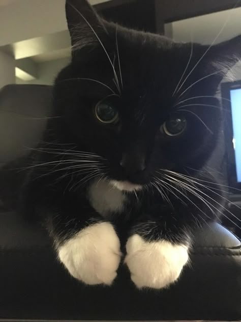 Cute Paws, Tuxedo Cats, Cute Black Cats, Silly Animals, White Cats, Cat Aesthetic, Cute Animal Photos, Funny Cute Cats, Oui Oui