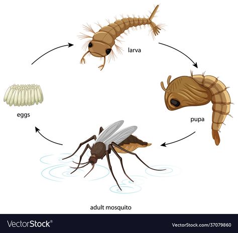 Mosquito Aesthetic, Life Cycle Of A Mosquito, Evs Tlm, Mosquito Life Cycle, Old Apple Logo, Unicorn Anime, Insect Life Cycle, Emoji Dictionary, Media Pembelajaran